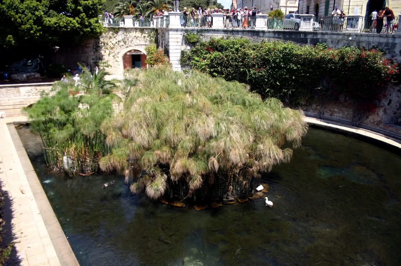 The Fonte Aretusa in Ortigia, a freshwater spring with papyrus plants right by the sea