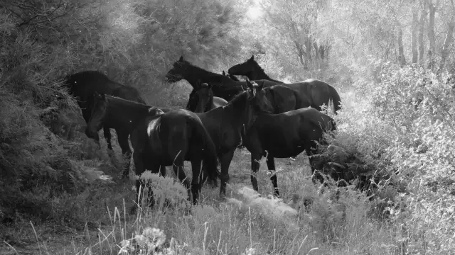 A herd of dark Sanfratellano horses, a semi-wild Sicilian breed, standing among ferns and trees in the Nebrodi mountains.